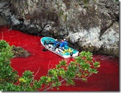 dolphin-kill-at-Taiji1