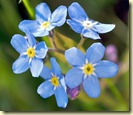 Forgetmenot-Flower